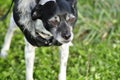 Rat Terrier Italian Greyhound Mix-Breed Dog Wearing Coat Royalty Free Stock Photo