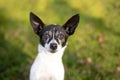 A Rat Terrier mixed breed dog Royalty Free Stock Photo