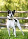 A Rat Terrier mixed breed dog outdoors Royalty Free Stock Photo