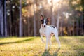 Rat terrier portrait at the park. Royalty Free Stock Photo