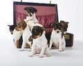 Rat Terrier Puppies Royalty Free Stock Photo