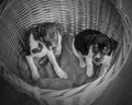 Rat Terrier puppies in wicker basket Royalty Free Stock Photo