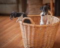 Rat Terrier puppies in wicker basket Royalty Free Stock Photo