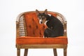 Rat Terrier puppy on chair Royalty Free Stock Photo