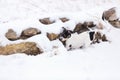 Puppy hunting in snow Royalty Free Stock Photo