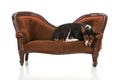 Rat Terrier puppy on velvet couch Royalty Free Stock Photo