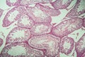 Rat testicles with sperm tissue in cross section Royalty Free Stock Photo