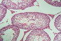 Rat testicles with sperm tissue in cross section Royalty Free Stock Photo