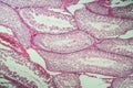 Rat testicles with sperm tissue in cross section Royalty Free Stock Photo