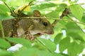 Close-up mouse with green leave in background Royalty Free Stock Photo