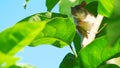 Rat on tree, Hiding of mice Royalty Free Stock Photo