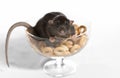 Rat in a vase with the bagels.