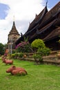 Rat in Wat Lokmolee In chiangmai Thailand