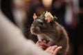 a rat at a wedding with flowers came to congratulate the bride and groom. A wedding ceremony