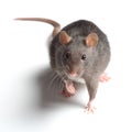 Rat on white Royalty Free Stock Photo