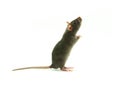 Rat on white Royalty Free Stock Photo