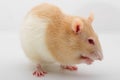 Rat on a white background