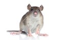 Rat on a white background Royalty Free Stock Photo