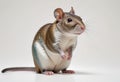 Rat on a white background. Agouti self standard rat posing on a white background Royalty Free Stock Photo