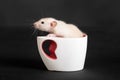 Rat in a white cup Royalty Free Stock Photo