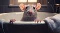 Rat In White Tub: Surrealist Photography With Emotive Facial Expressions