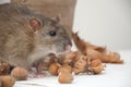 Rat Royalty Free Stock Photo