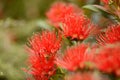 Rata flowers growing at Otira Gorge Royalty Free Stock Photo