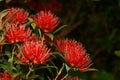 Rata flowers growing at Otira Gorge Royalty Free Stock Photo