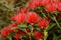 Rata flowers growing at Otira Gorge Royalty Free Stock Photo