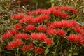 Rata flowers growing at Otira Gorge