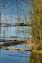 Ratan reed cluster with some floating on bright calm blue pond