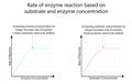 Rate of enzyme reaction based on substrate and enzyme concentration. Educational Vector Illustration on white background Royalty Free Stock Photo