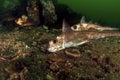 Ratfish Royalty Free Stock Photo