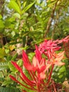 Rath mal & x28;Ixora coccinea& x29;. Royalty Free Stock Photo