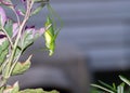 Green katydid dangles from sweet potato vine in Missouri Royalty Free Stock Photo