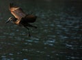 The rather ungainly looking hamerkop