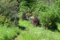 rather wild grassland with fruit trees, Streuobstwiese Royalty Free Stock Photo