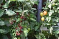 huge tomato plants with a blackberry bush