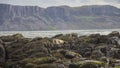 Rathlin Island Northern Ireland