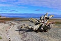 Rathtrevor Provincial Park with Beach at Parksville, Eastern Vancouver Island, British Columbia Royalty Free Stock Photo