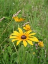 Ratibida pinnata is plant in aster family pinnate prairie coneflower, gray-head, yellow and prairie coneflower pink flower with