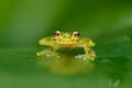 Raticulated Glass Frog, Hyalinobatrachium valerioi in nature habitat. Frog from Costa Rica, wide angle lens. Beautiful amphibian i