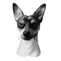 Ratonero Valenciano dog portrait isolated on white. Digital art illustration of hand drawn dog for web, t-shirt print and puppy