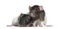 Rats, 9 and 3 months old, in front of white