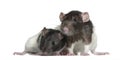 Rats, 9 and 3 months old, in front of white Royalty Free Stock Photo