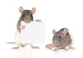 Rats with banner on a white background