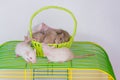 Rats bright in a cage of grass color on a white background