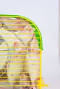 Rats bright in a cage of grass color on a white background