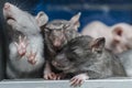 Three cute sleepy gray mice