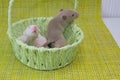 Rats are children in a green basket. Cute